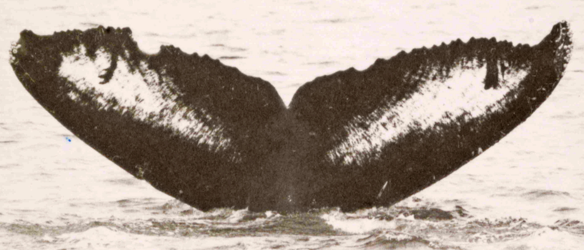 Fluke of Stellar (Prince William Sound)