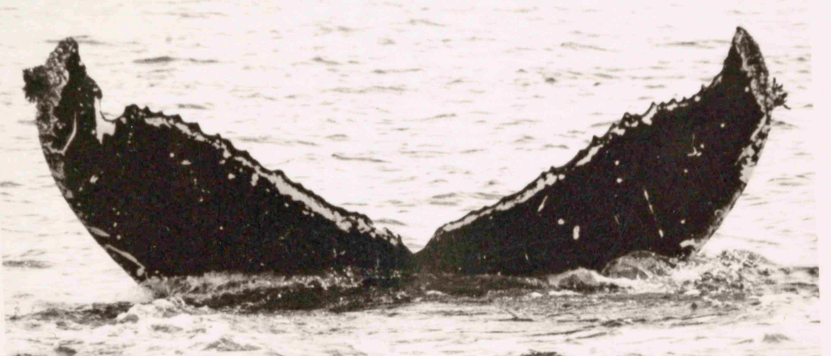 Fluke of Brandon (PWS)