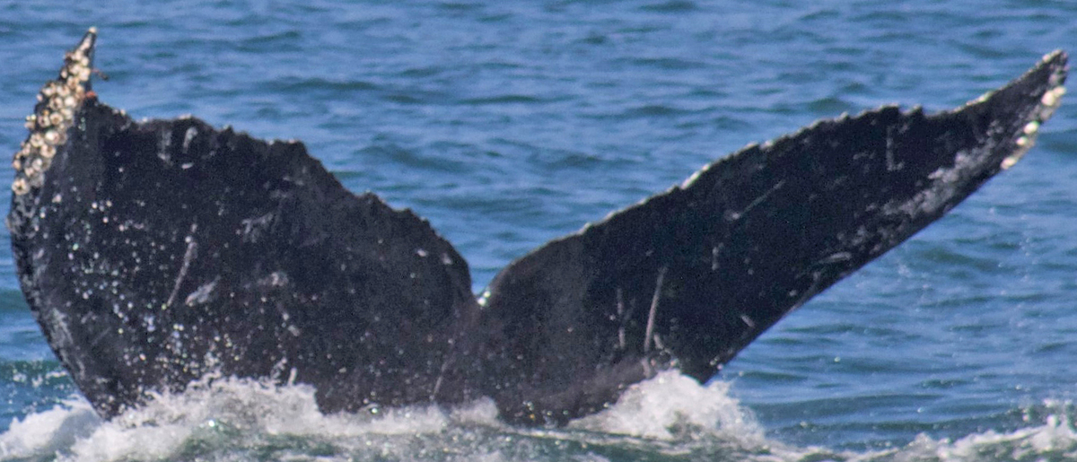 Fluke of CRC-12145