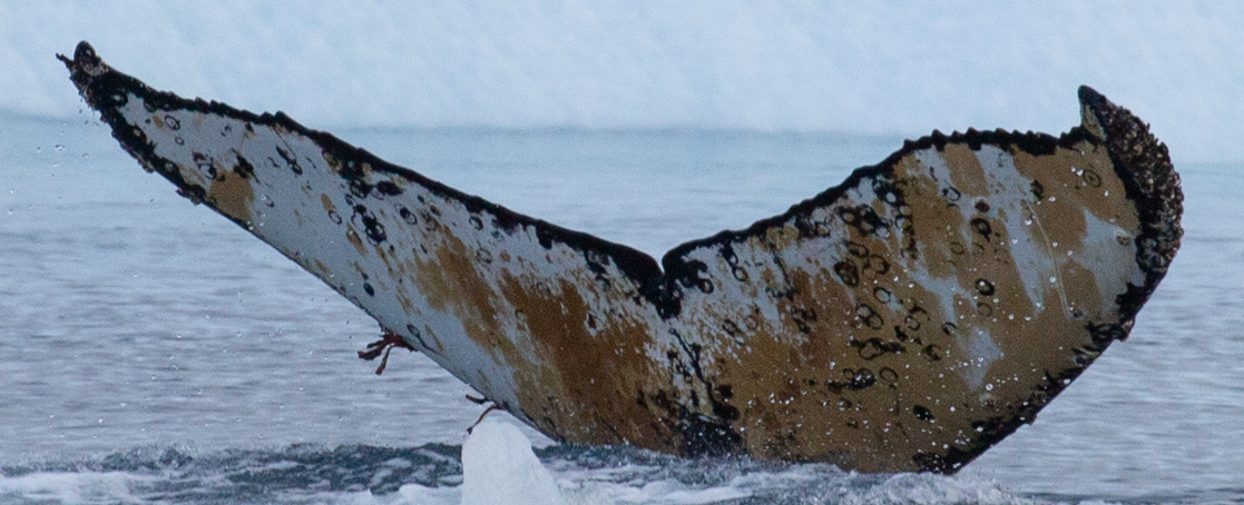 Fluke of Addie (Antarctica)