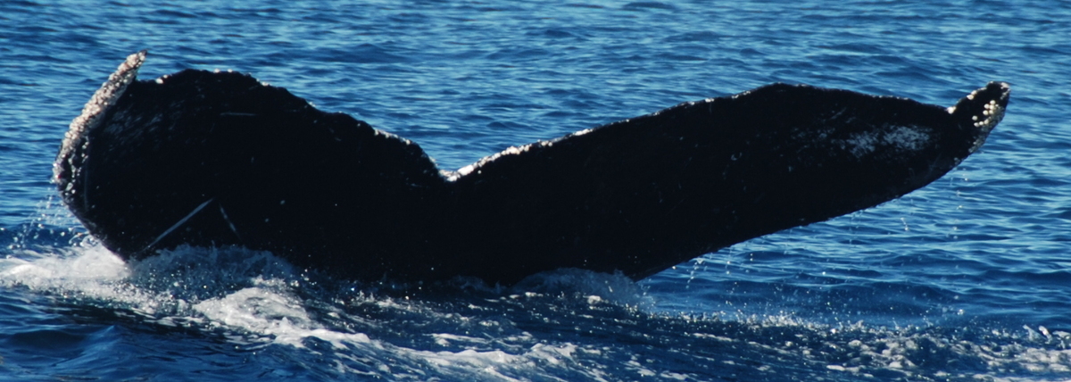 Fluke of CRC-10313