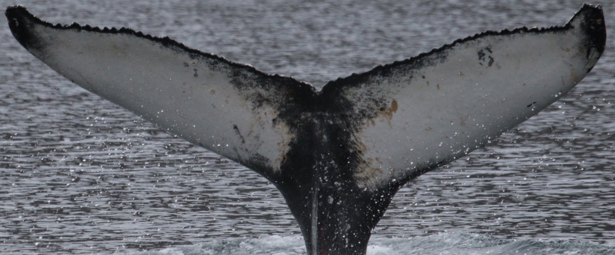Fluke of Vibis (Iceland)