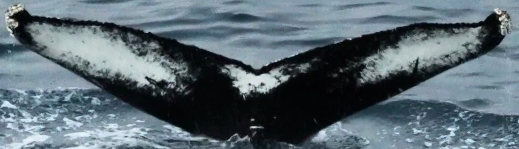 Fluke of Pug (Iceland)