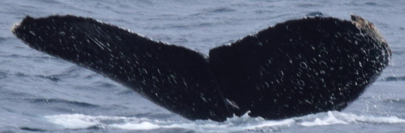 Fluke of CRC-13724