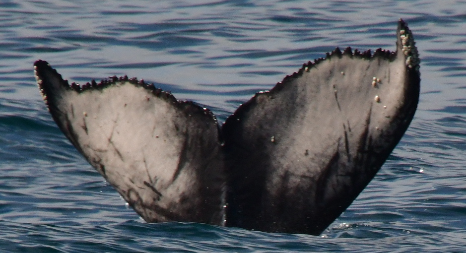 Fluke of 2025-2026 calf of CRC-17168