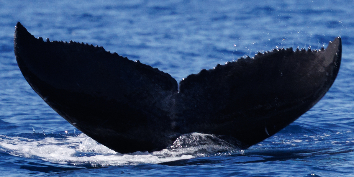 Fluke of 2025-2026 calf of PWF-NP_2753