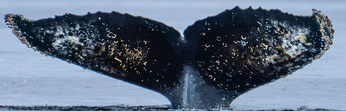 Fluke of Kozu (Antarctica)