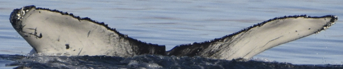 Fluke of HW-MN0525245