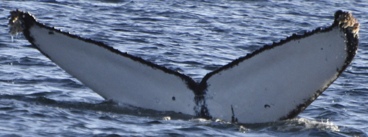 Fluke of HW-MN0525237