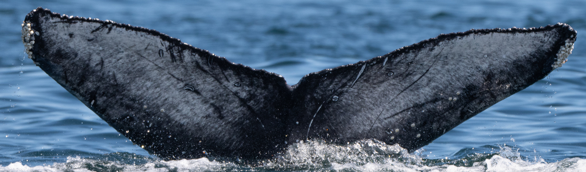 Fluke of HW-MN0525244