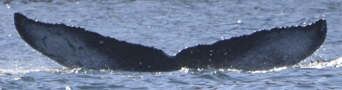 Fluke of HW-MN0525240