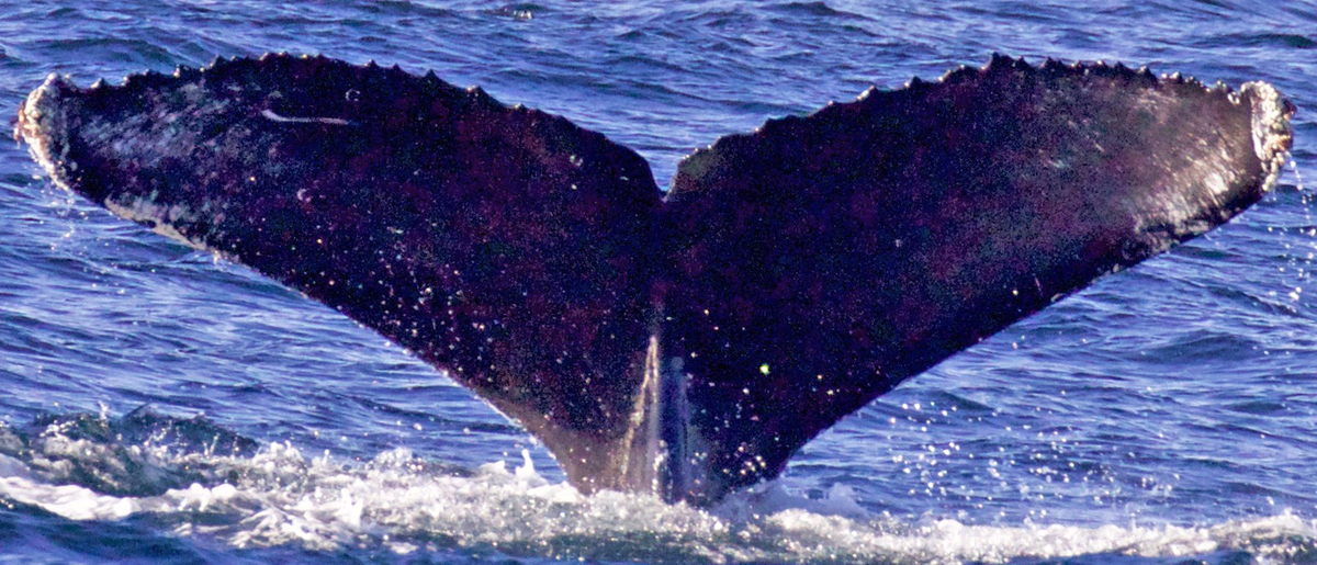 Fluke of CRC-12071