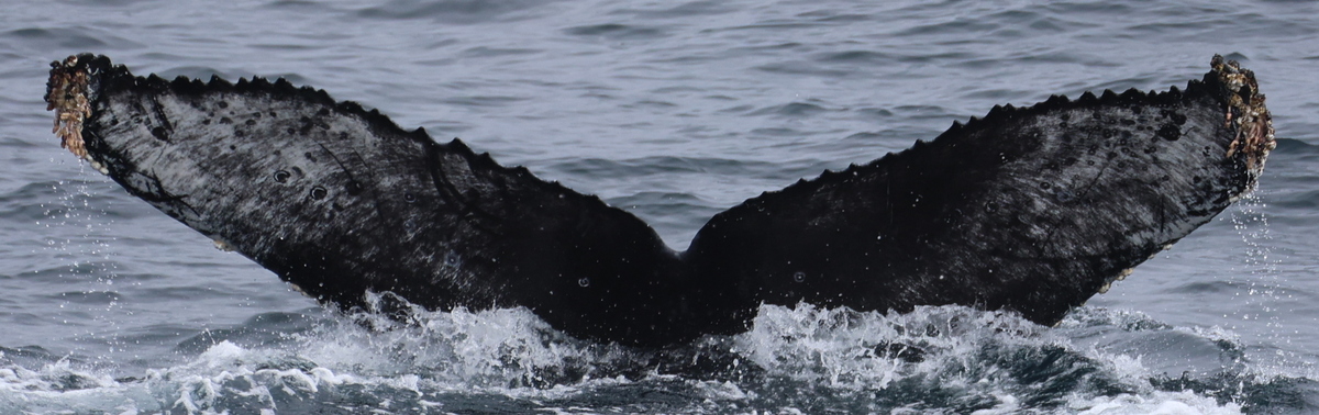 Fluke of CRC-17837