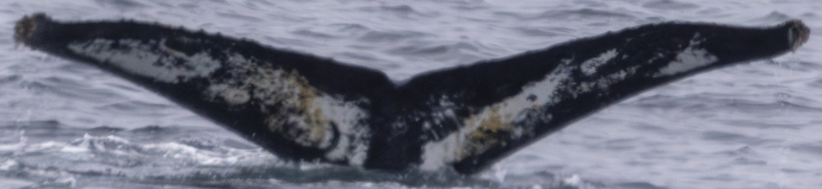 Fluke of HW-MN1309043