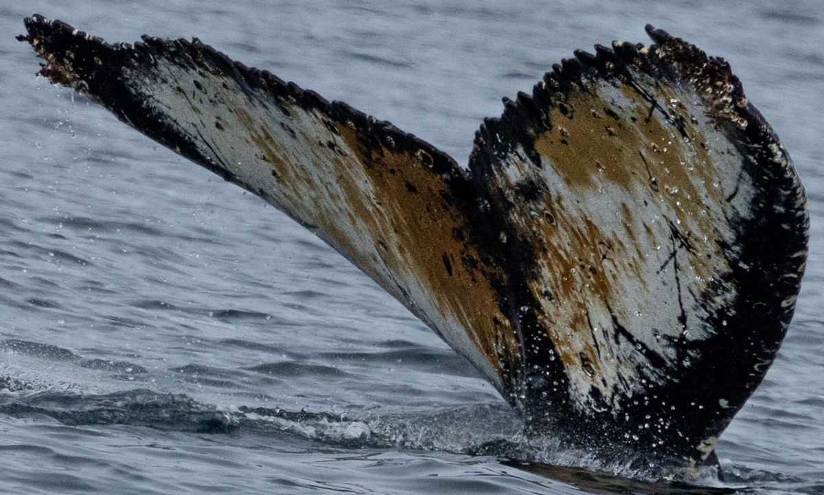 Fluke of HW-MN1309044