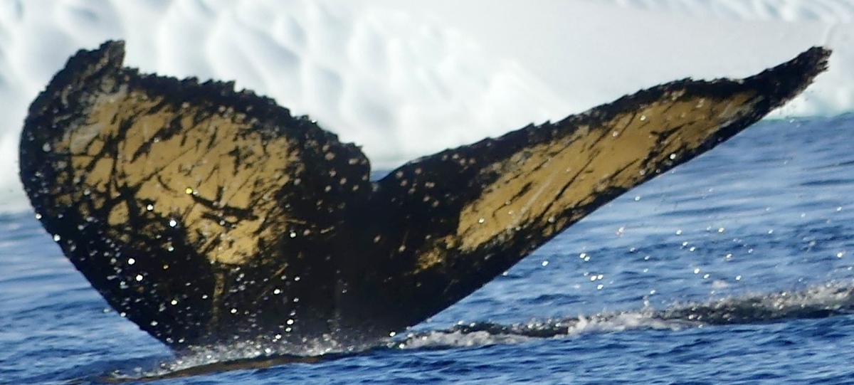 Fluke of HW-MN1309058