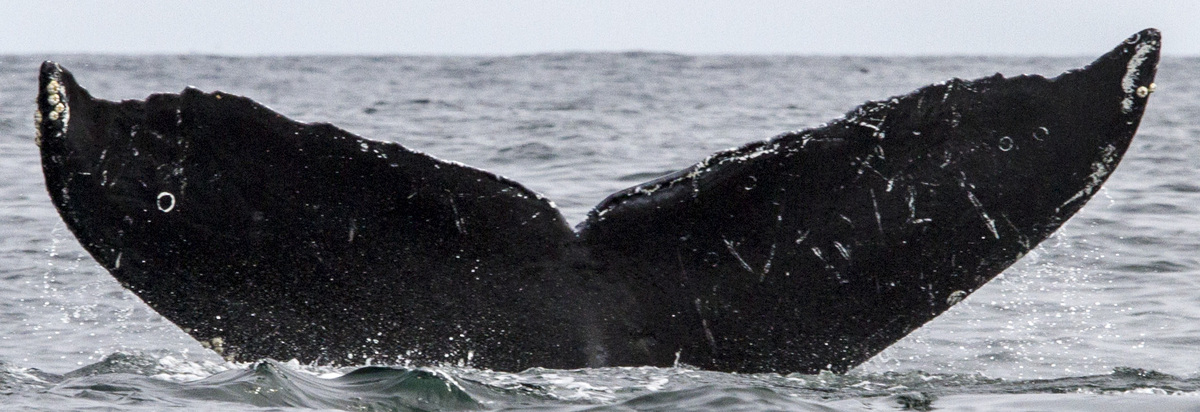 Fluke of CRC-11638