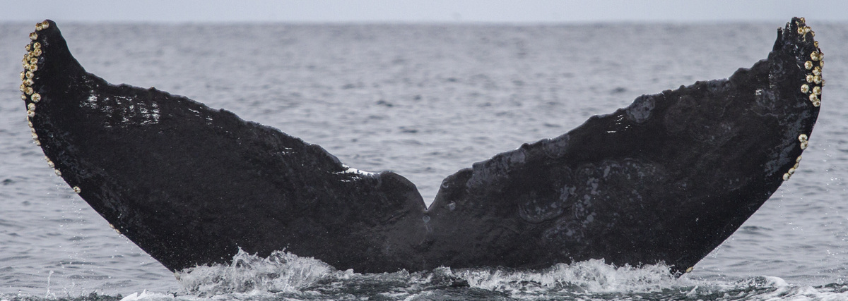 Fluke of CRC-10528