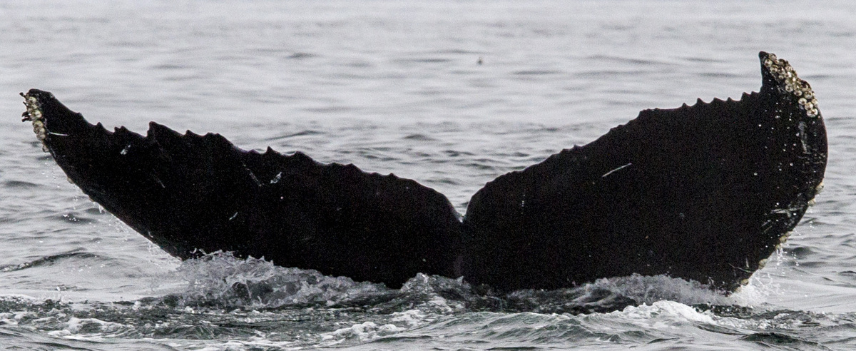 Fluke of CRC-16567