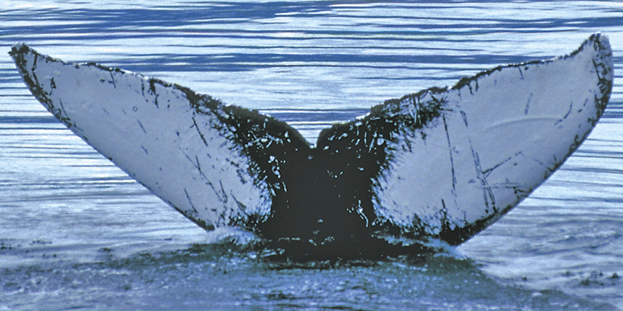 Fluke of WappiSimba (FS)