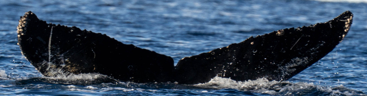 Fluke of HW-MN1309105
