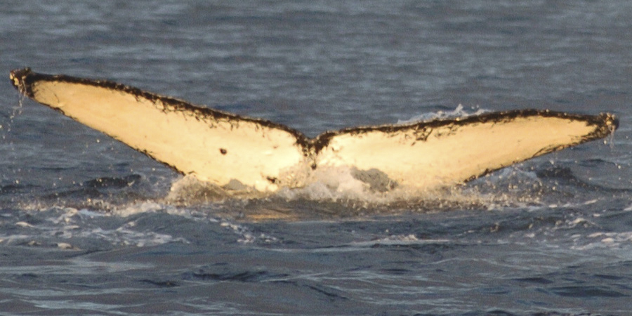 Fluke of Saponified (FS)
