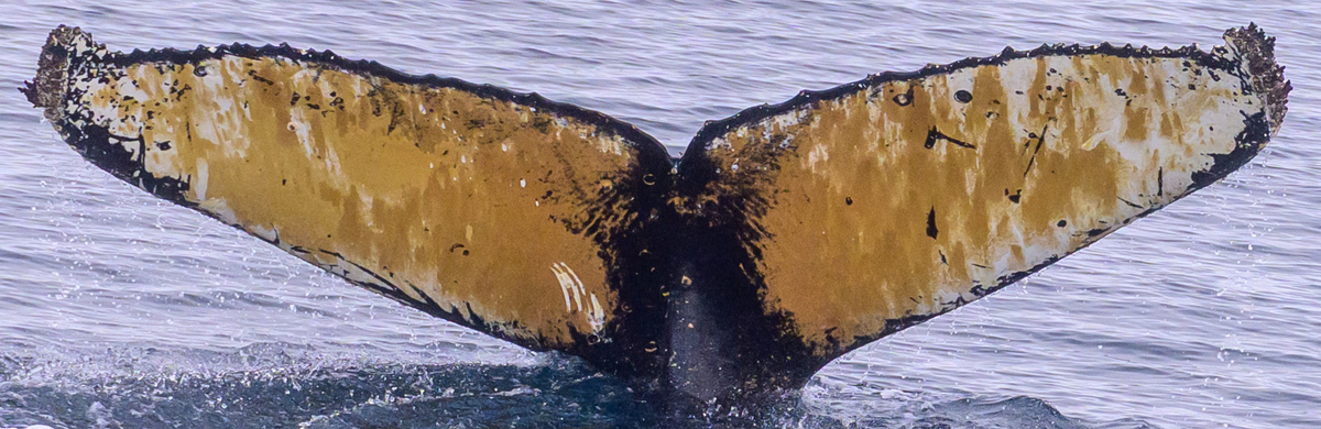 Fluke of HW-MN1309127
