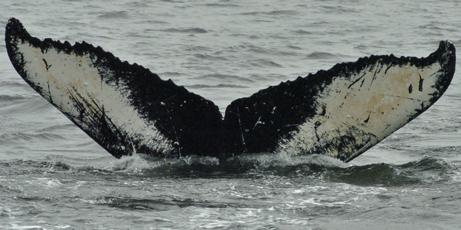 Fluke of Quote (SE Alaska) aka Lissodelphus (FS)