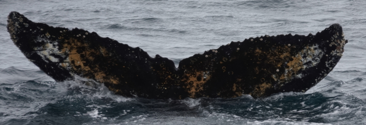 Fluke of HW-MN1309168