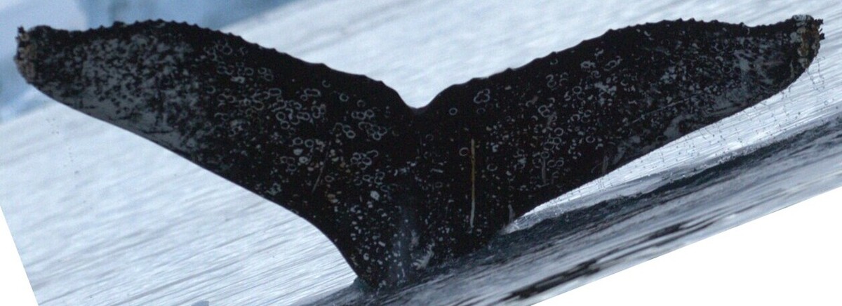 Fluke of HW-MN1309172