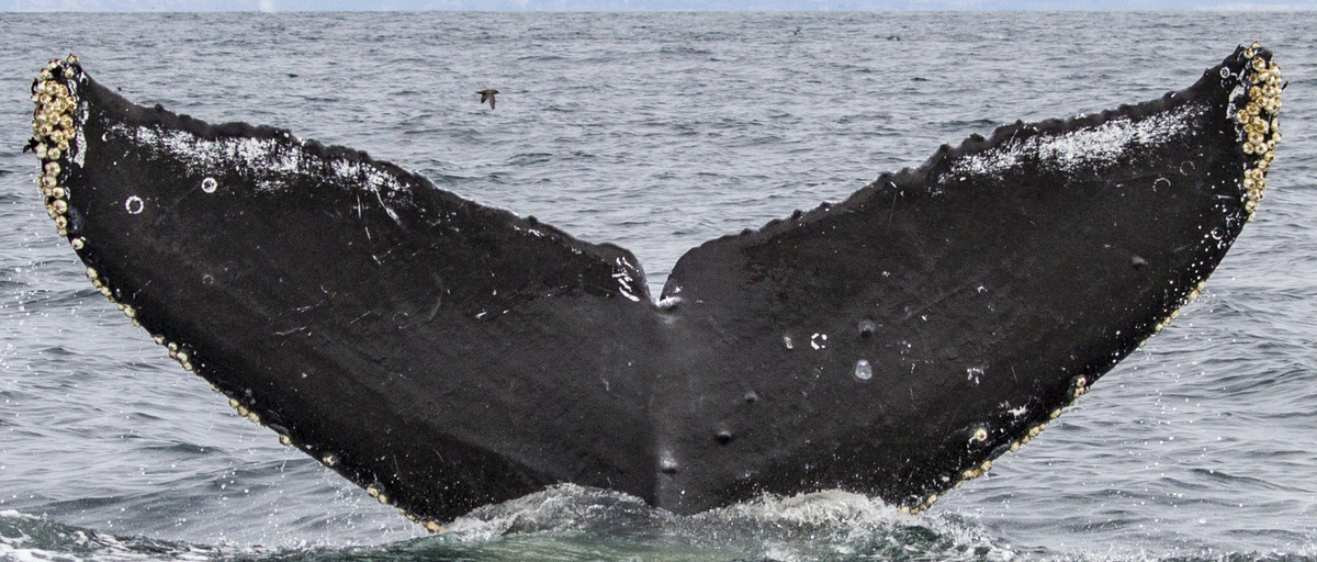 Fluke of CRC-11343