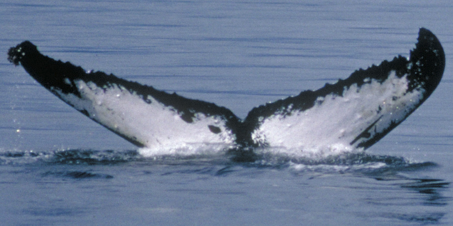 Fluke of Circumbinary