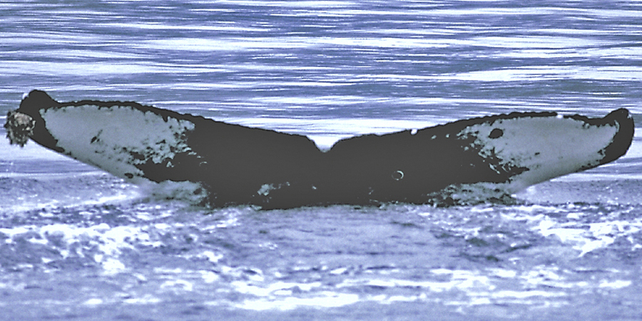 Fluke of Nebakanezzer (FS)