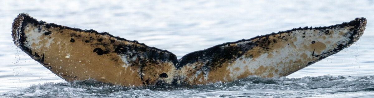 Fluke of HW-MN1309214