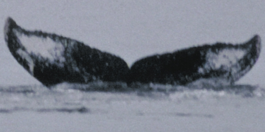 Fluke of Tringa (FS)