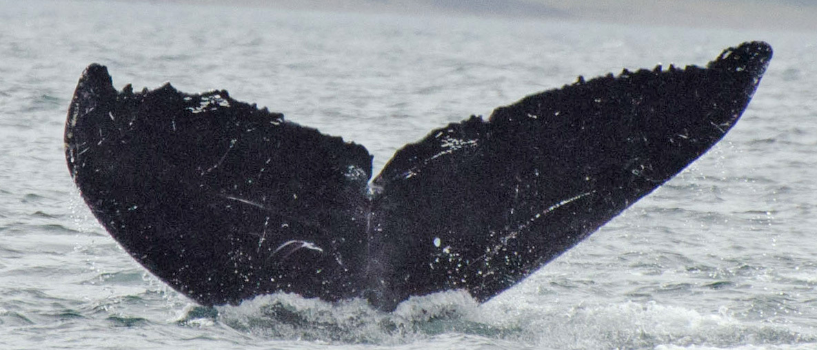 Fluke of Similkameen (FS)