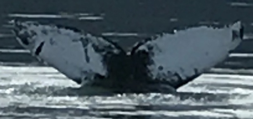 Fluke of Chromosome (Juneau)