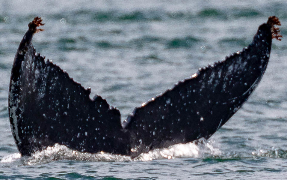 Fluke of Mustard (SE Alaska)