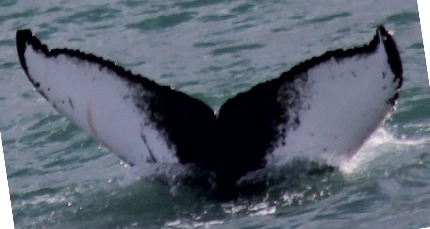 Fluke of HW-MN0104662