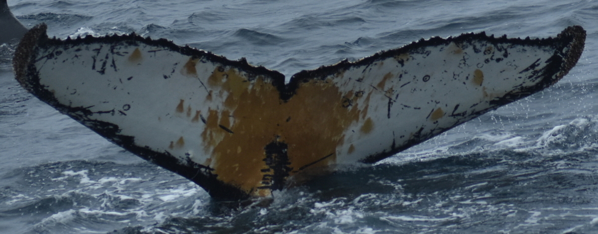 Fluke of Johandelea (Antarctica)