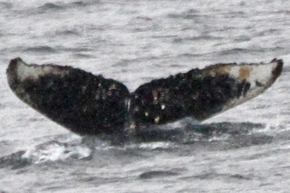 Fluke of HW-MN1301139