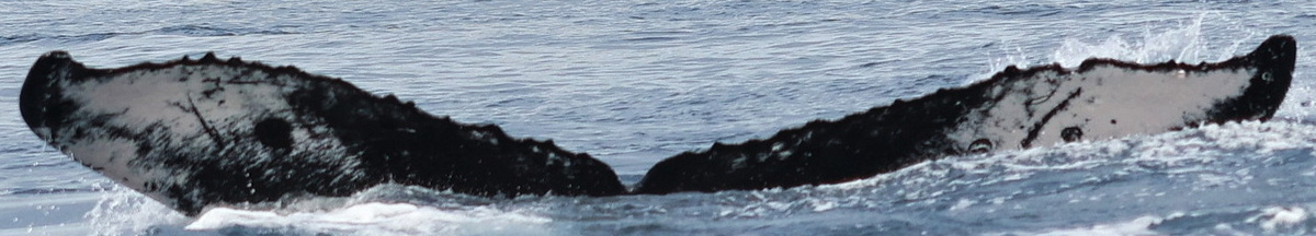 Fluke of HW-MN0445797