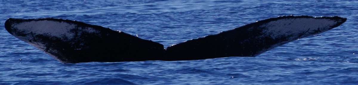 Fluke of HW-MN0445799