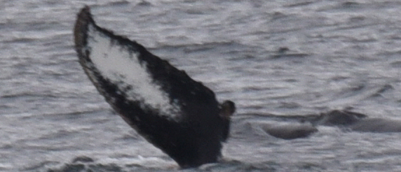 Fluke of Churchil (Ecuador)