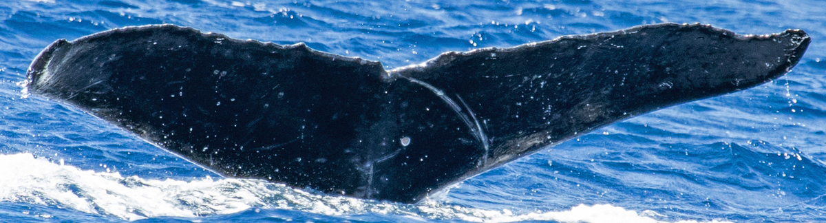 Fluke of HW-MN0445804