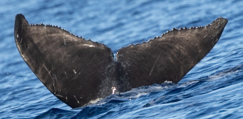 Fluke of 2025-2026 calf of HW-MN0443252
