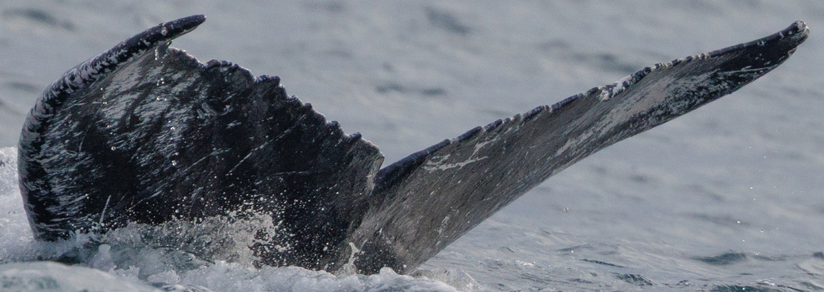 Fluke of HW-MN0445860
