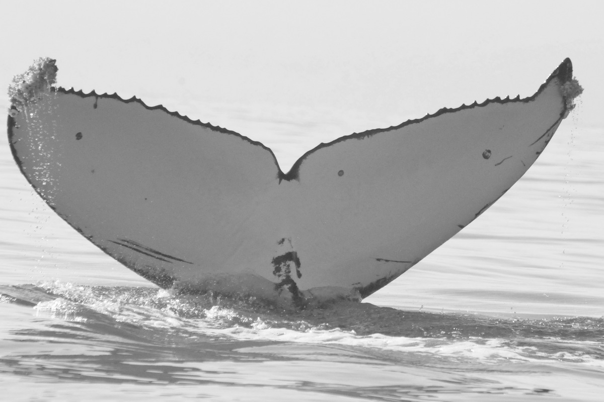 Fluke of FIBB-1BB114