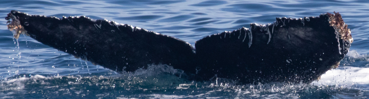 Fluke of HW-MN0504083
