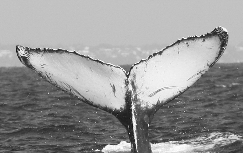 Fluke of CRC-20197